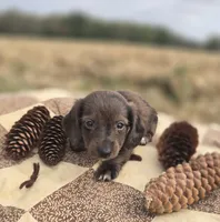 Chocolate Female Dapple Miniature Dachshund , a female Miniature Dachshund for sale in Avon, IL – 2 of 5