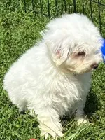 Male Schnoodle 2, a male Schnoodle for sale in Avon, IL – 3 of 4