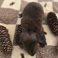Chocolate Female Dapple Miniature Dachshund , a female Miniature Dachshund for sale in Avon, IL – 5 of 5