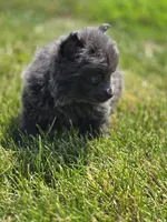 Blue Pomeranian Male , a male Pomeranian for sale in Avon, IL – 4 of 4