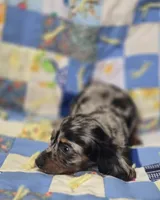 Male Dapple LH Miniature Dachshund , a male Miniature Dachshund for sale in Avon, IL – 5 of 5