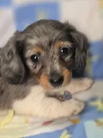 Female Dapple Longhaired Miniature Dachshund , a female Miniature Dachshund for sale in Avon, IL – 2 of 5