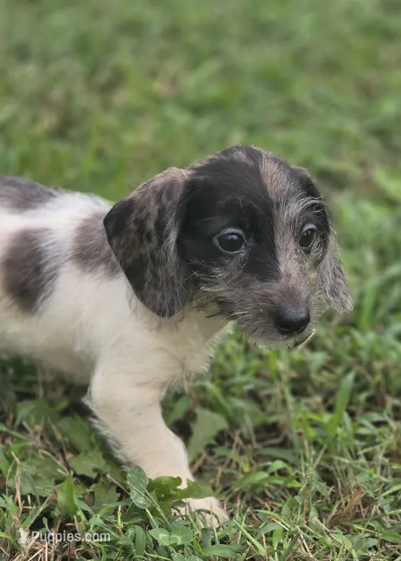 Dapple Piebald Female  – Miniature Dachshund puppy for sale in Avon, IL