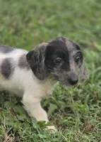Dapple Piebald Female , a female Miniature Dachshund for sale in Avon, IL – 1 of 9
