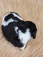 Longhaired Black and White Piebald Male , a male Miniature Dachshund for sale in Avon, IL – 5 of 5