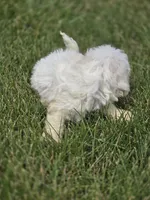 Bichon Frise Male 2, a male Bichon Frise for sale in Avon, IL – 3 of 5