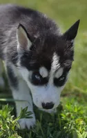 Black and white Female 1, a female Siberian Husky for sale in Avon, IL – 2 of 4