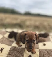 Female Miniature Dachshund , a female Miniature Dachshund for sale in Avon, IL – 3 of 4