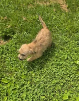 Cairn Terrier Male 1, a male Cairn Terrier for sale in Avon, IL – 2 of 8
