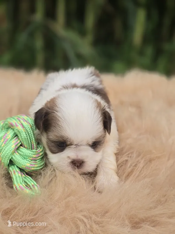 Shih Tzu Male  – Shih Tzu puppy for sale in Avon, IL
