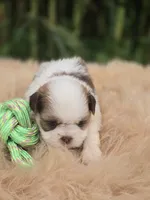 Shih Tzu Male , a male Shih Tzu for sale in Avon, IL – 1 of 4