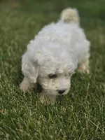 Bichon Frise Male 1, a male Bichon Frise for sale in Avon, IL – 4 of 4