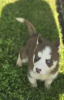 Husky Red and white Female 2, a female Siberian Husky for sale in Avon, IL – 1 of 4