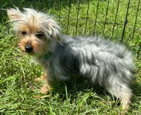 Male Yorkie , a male Yorkshire Terrier for sale in Avon, IL – 2 of 3