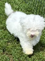 Female Schnoodle , a female Schnoodle for sale in Avon, IL – 3 of 3