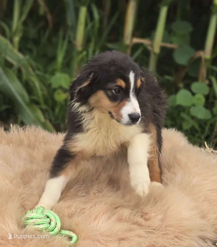 Mini Aussie  Male 1 – Miniature Australian Shepherd puppy for sale in Avon, IL
