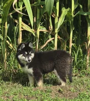 Siberian Husky Female 1, a female Siberian Husky for sale in Avon, IL – 3 of 7