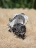 Longhaired Silver Dapple Piebald Female , a female Miniature Dachshund for sale in Avon, IL – 3 of 4