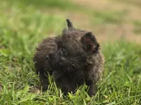Male Cairn Terrier 1, a male Cairn Terrier for sale in Avon, IL – 2 of 4