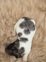 Dapple Piebald Female , a female Miniature Dachshund for sale in Avon, IL – 5 of 5