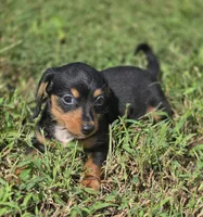 Black and Tan Male , a male Miniature Dachshund for sale in Avon, IL – 4 of 5