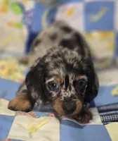 Male Dapple LH Miniature Dachshund , a male Miniature Dachshund for sale in Avon, IL – 3 of 5