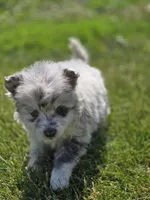 Merle Pomeranian Female , a female Pomeranian for sale in Avon, IL – 3 of 6