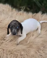 Dapple Piebald Male , a male Miniature Dachshund for sale in Avon, IL – 3 of 4