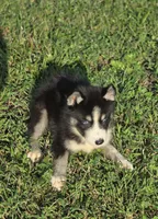 Male Siberian Husky 2, a male Siberian Husky for sale in Avon, IL – 4 of 4