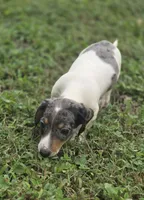 Dapple Piebald Male , a male Miniature Dachshund for sale in Avon, IL – 3 of 8