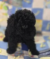 Black Female Toy Poodle , a female Poodle - Toy  for sale in Avon, IL – 3 of 5