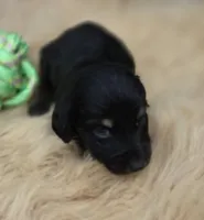 Black and Tan Male , a male Miniature Dachshund for sale in Avon, IL – 2 of 6
