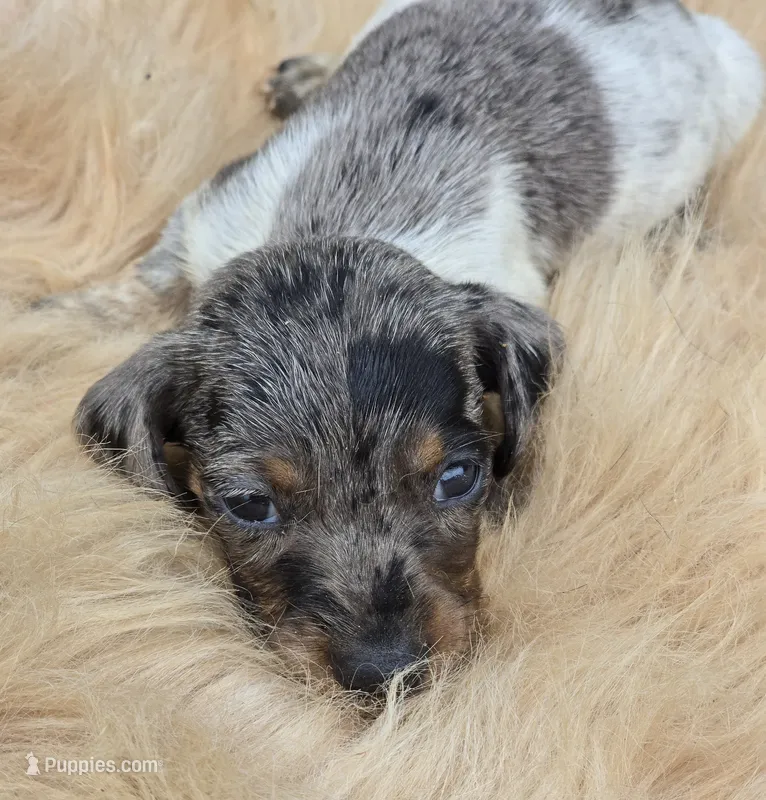 Longhaired Silver Dapple Piebald Female  – Miniature Dachshund puppy for sale in Avon, IL