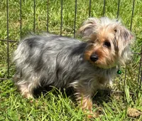 Male Yorkie , a male Yorkshire Terrier for sale in Avon, IL – 3 of 3