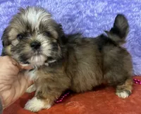 Shih Tzu F1, a female Shih Tzu for sale in Avon, IL – Photo 1 of 3