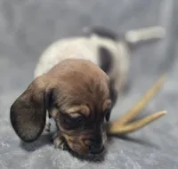 Piebald male , a male Miniature Dachshund for sale in Avon, IL – Photo 4 of 5