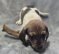 Piebald male , a male Miniature Dachshund for sale in Avon, IL – Photo 3 of 5