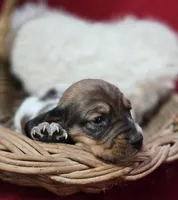 Piebald male , a male Miniature Dachshund for sale in Avon, IL – Photo 5 of 5