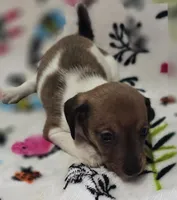 Piebald male , a male Miniature Dachshund for sale in Avon, IL – Photo 1 of 5