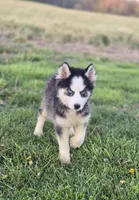 Siberian Husky Female 5, a female Siberian Husky for sale in Avon, IL – Photo 2 of 6