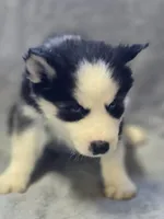 Siberian Husky Female 5, a female Siberian Husky for sale in Avon, IL – Photo 2 of 4