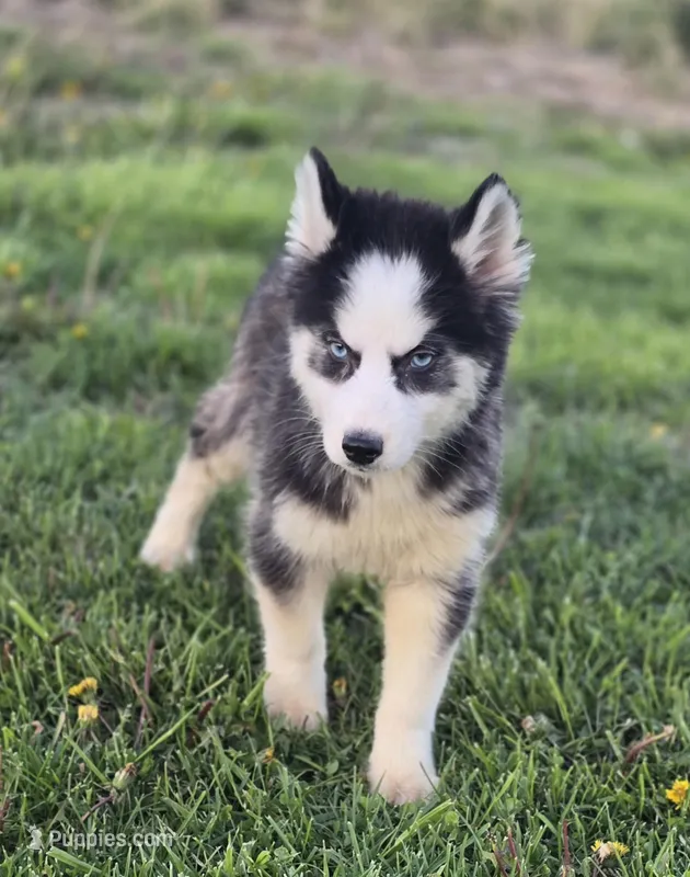 Siberian Husky Female 5 – Siberian Husky puppy for sale in Avon, IL