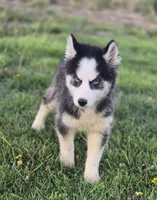Siberian Husky Female 5, a female Siberian Husky for sale in Avon, IL – Photo 1 of 6
