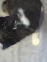 Siberian Husky Female 5, a female Siberian Husky for sale in Avon, IL – Photo 3 of 4