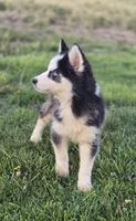 Siberian Husky Female 5, a female Siberian Husky for sale in Avon, IL – Photo 4 of 6