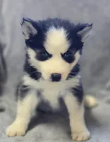 Siberian Husky Female 5, a female Siberian Husky for sale in Avon, IL – Photo 4 of 4