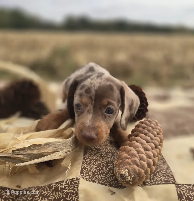 Male Dapple Miniature Dachshund  – Miniature Dachshund puppy for sale in Avon, IL