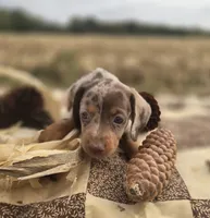 Male Dapple Miniature Dachshund , a male Miniature Dachshund for sale in Avon, IL – 1 of 6