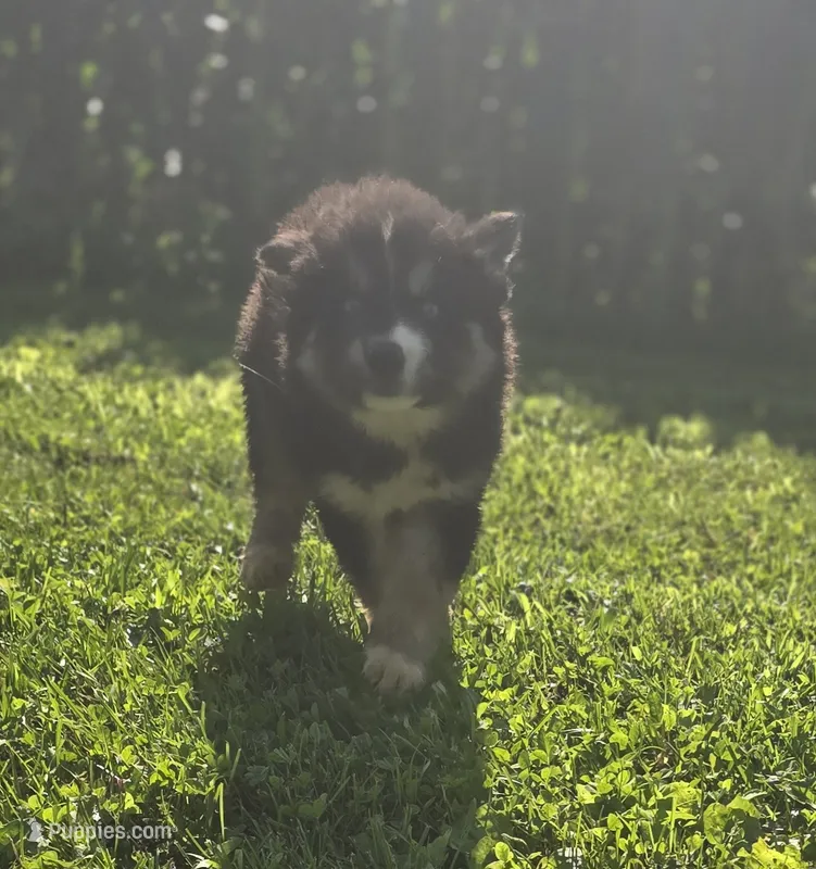 Siberian Husky Female 1 – Siberian Husky puppy for sale in Avon, IL