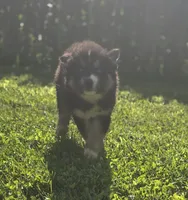Siberian Husky Female 1, a female Siberian Husky for sale in Avon, IL – 1 of 4